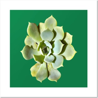 Succulent Echeveria Garden Plant Cut Out Posters and Art